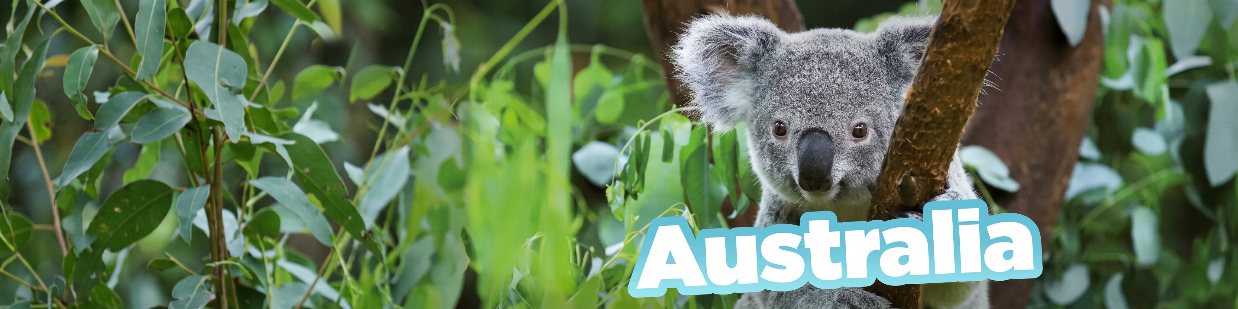 Aus_Web_Banner